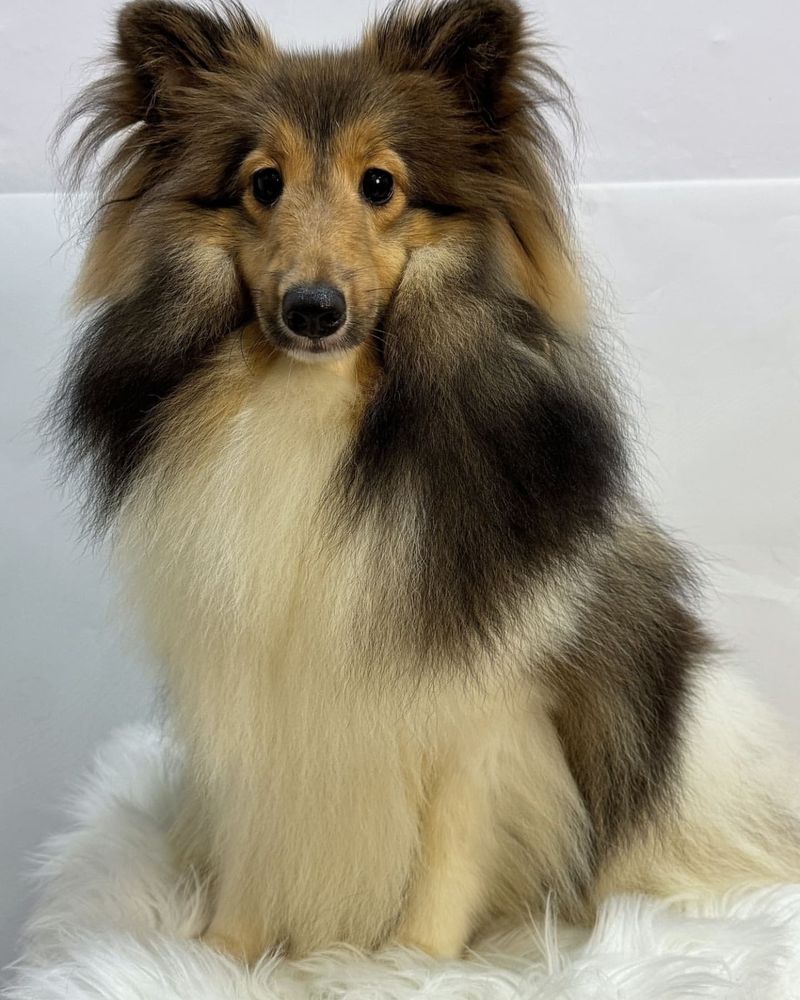 Shetland Sheepdog