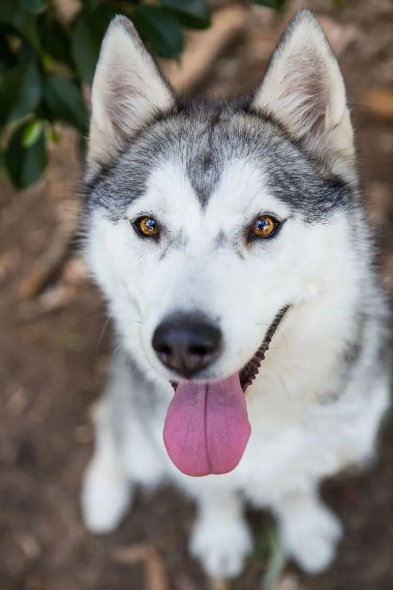 Siberian Husky