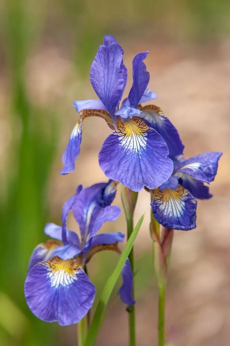 Siberian Iris