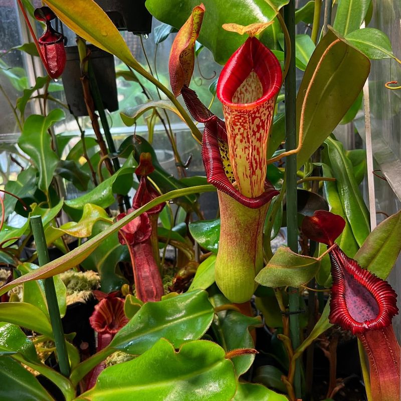 Singing Pitcher Plant