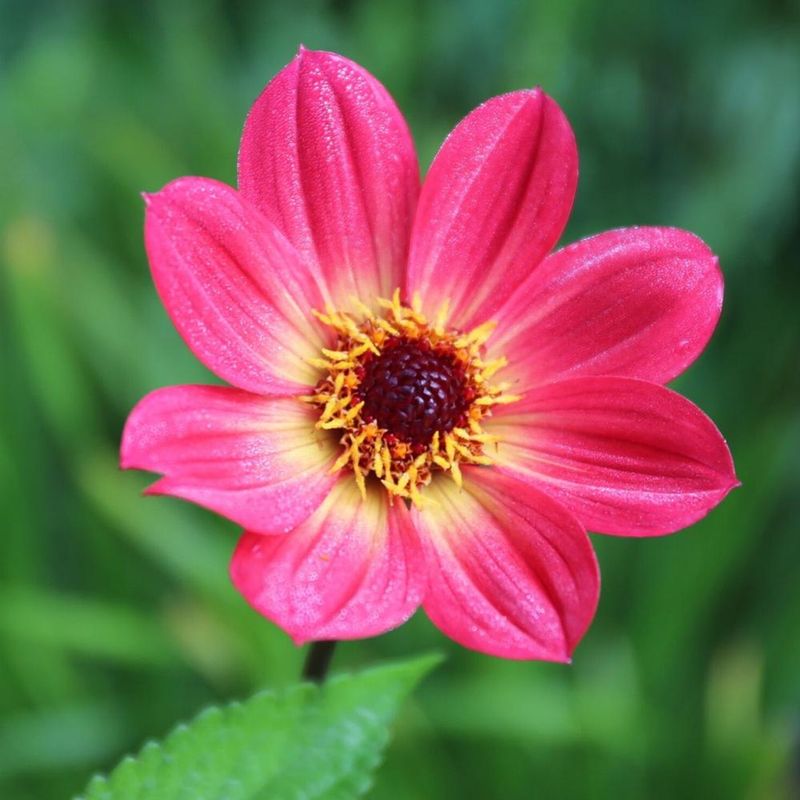 Single-flowered Dahlia