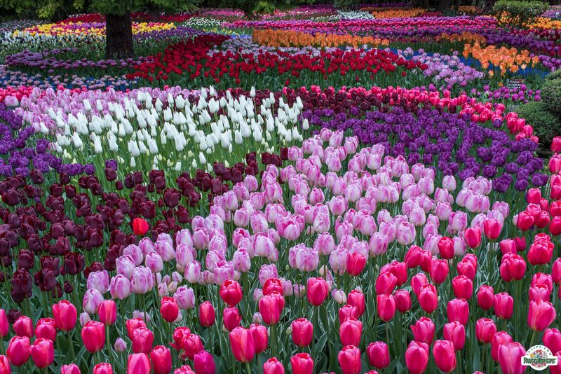 Skagit Valley Tulip Festival