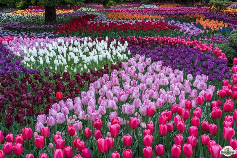 Skagit Valley Tulip Festival