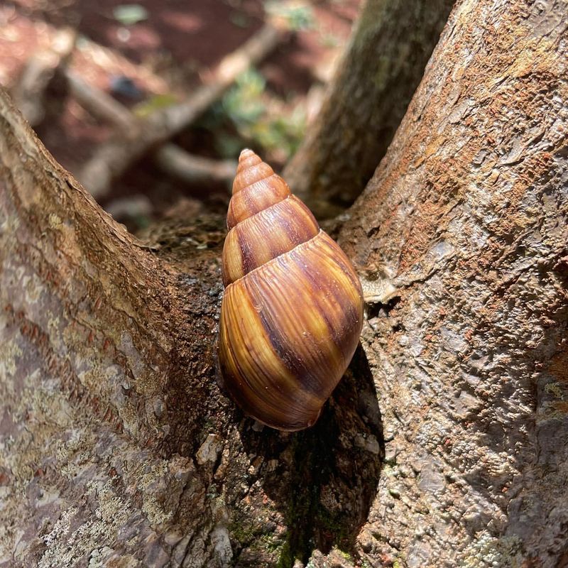 Snail Trails