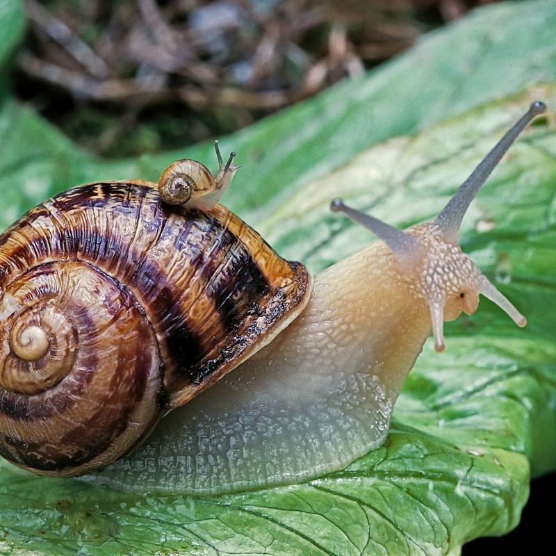 Snails