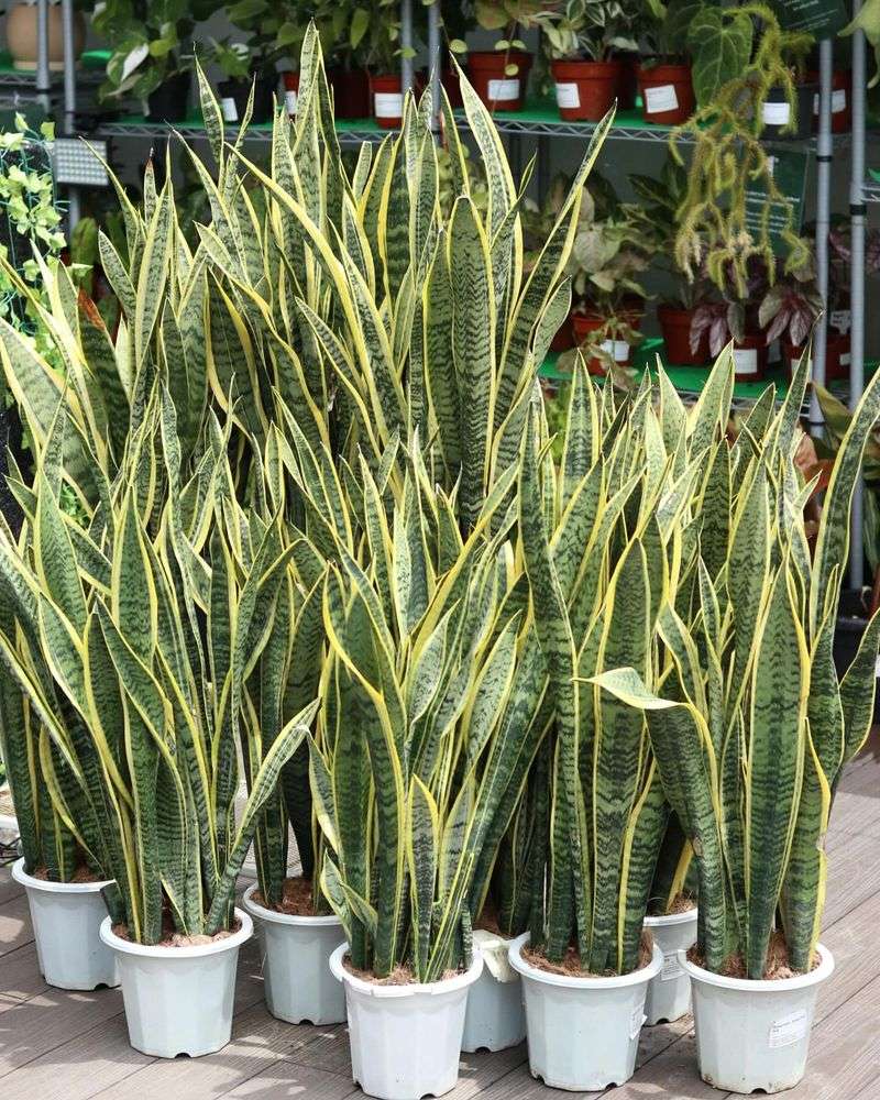 Snake Plant