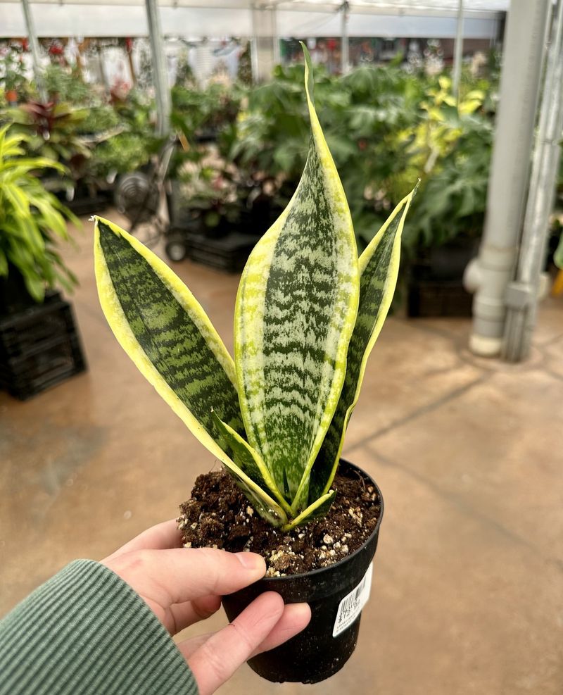 Snake Plant