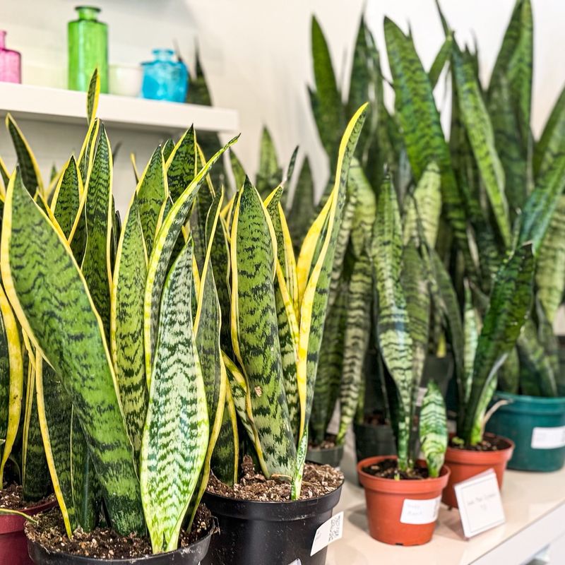 Snake Plant