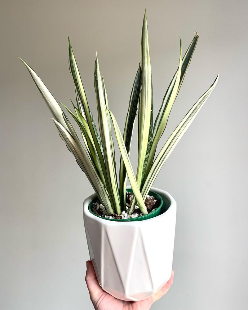 Snake Plant