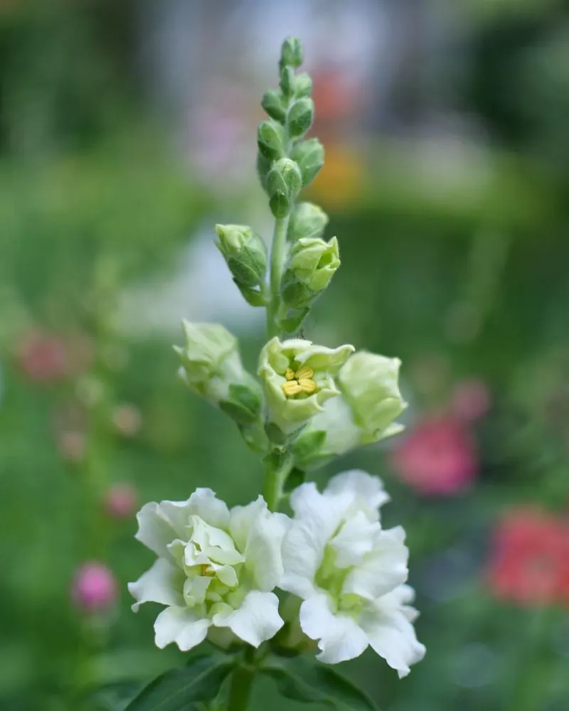 Snapdragon