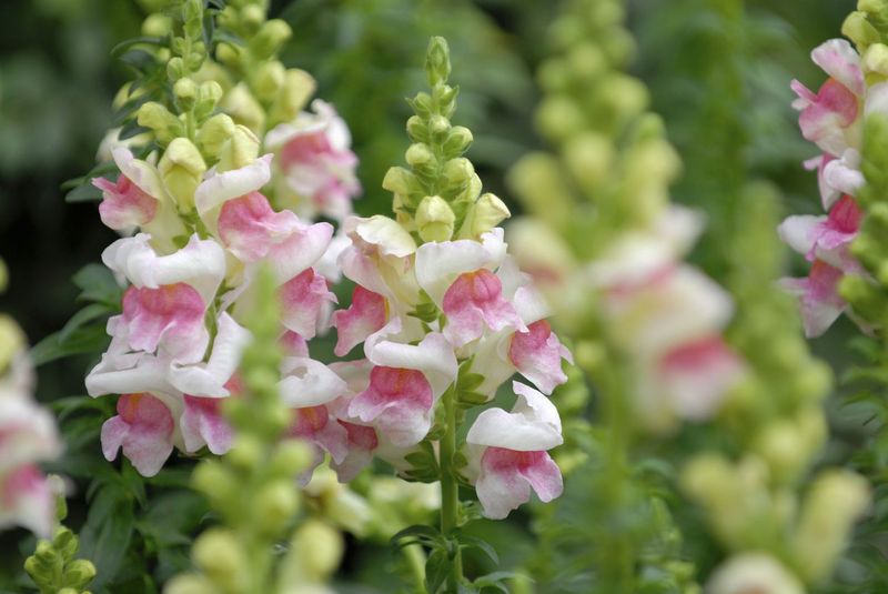 Snapdragons