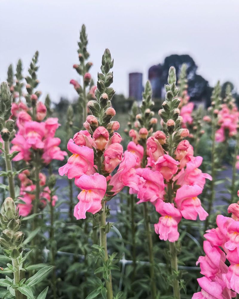 Snapdragons