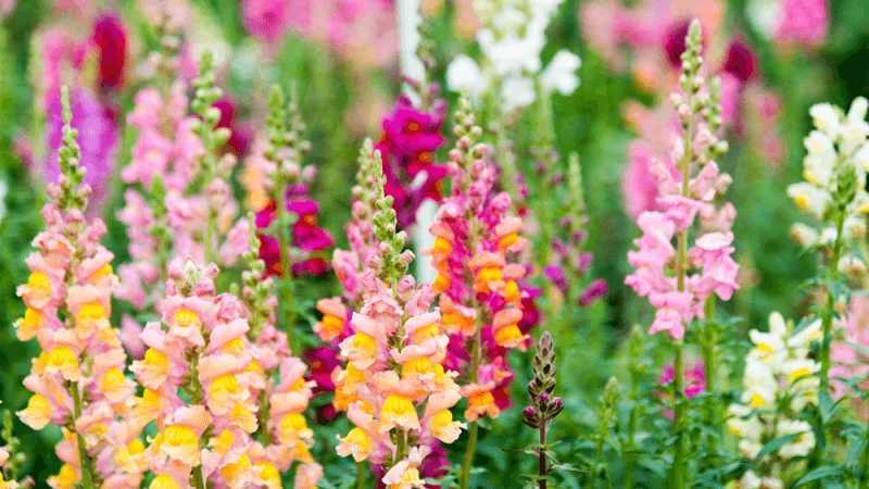 Snapdragons