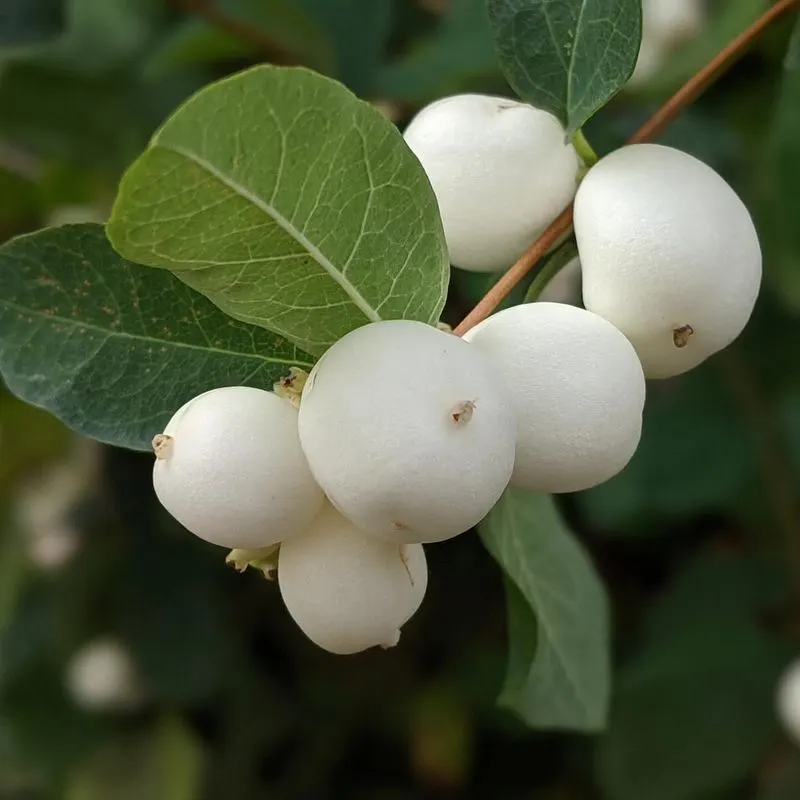 Snowberry