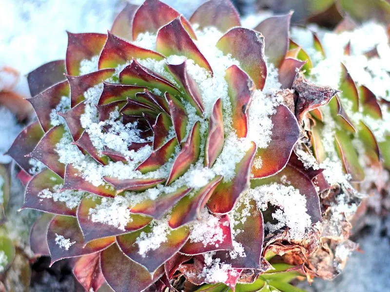 Snowy Succulent Mix