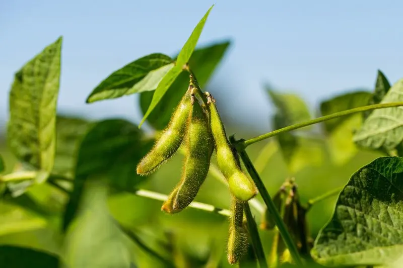 Soybeans