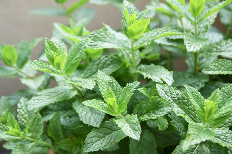 Spearmint