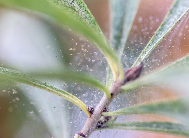 Spider Mite Infestation