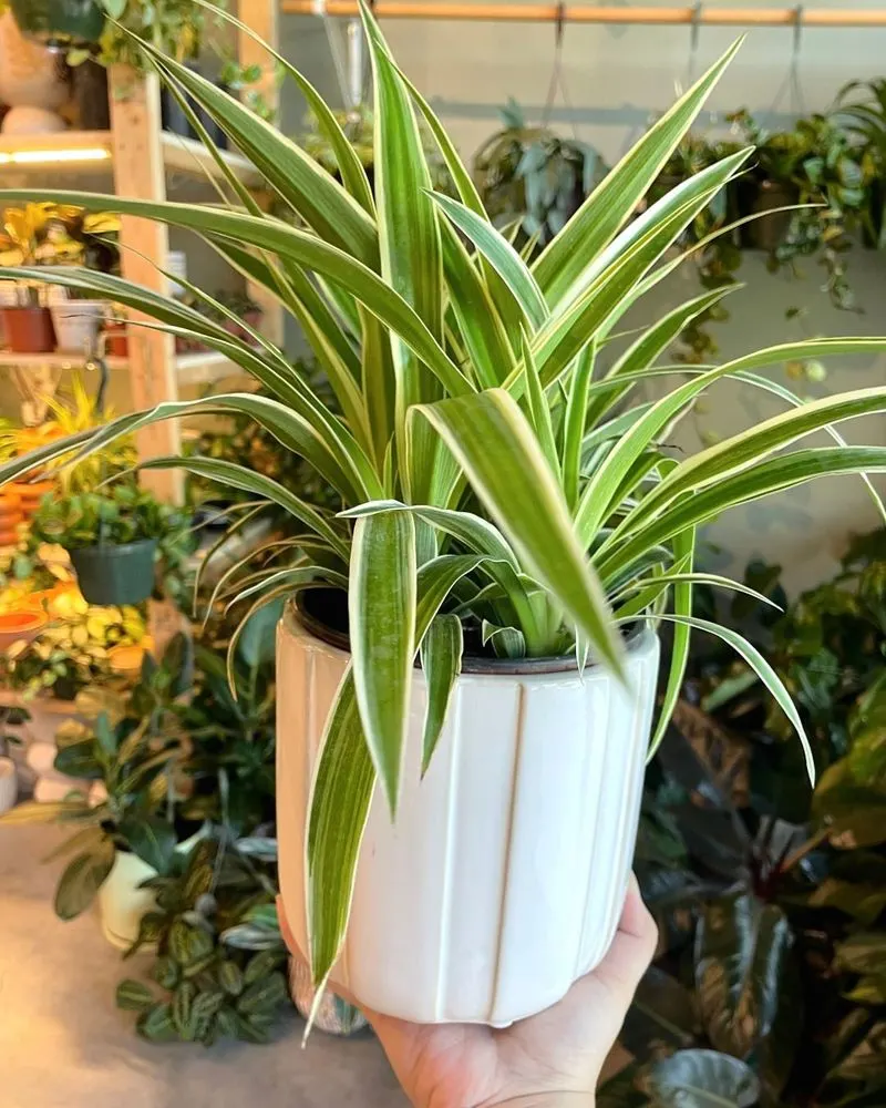 Spider Plant