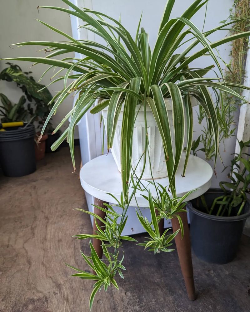 Spider Plant