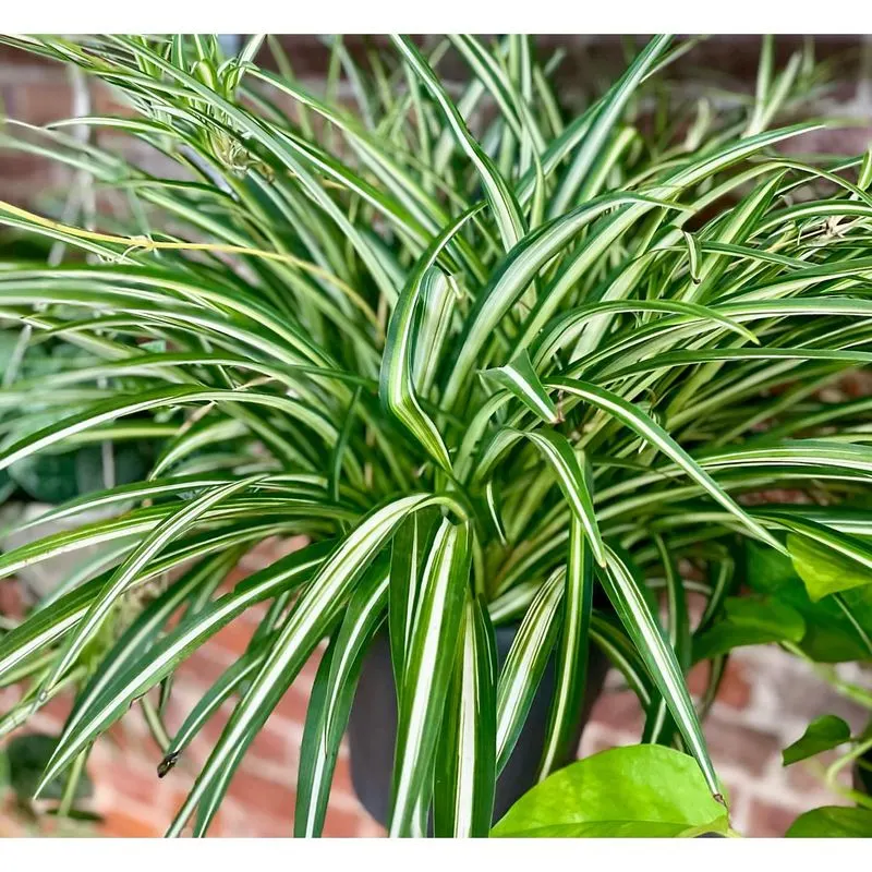 Spider Plant