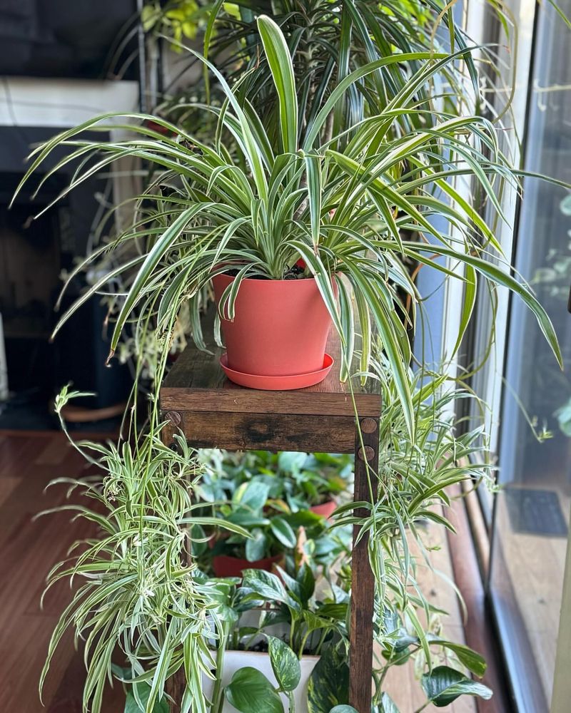 Spider Plant