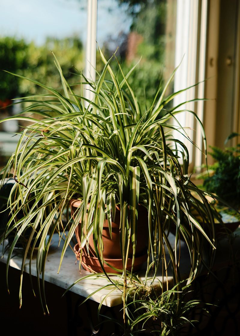 Spider Plant