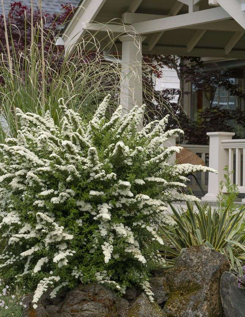 Spiraea 'Snowmound'