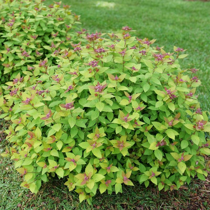 Spirea