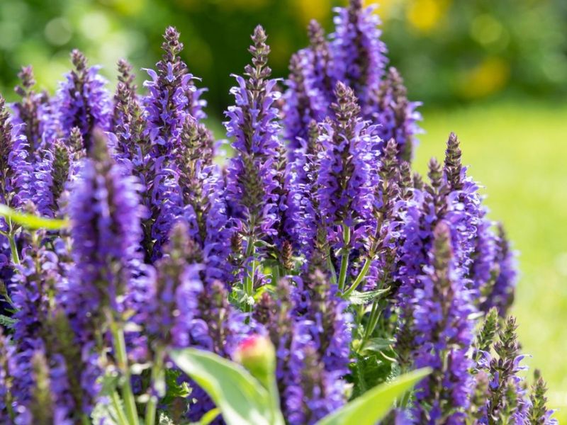 Spirea and Salvia