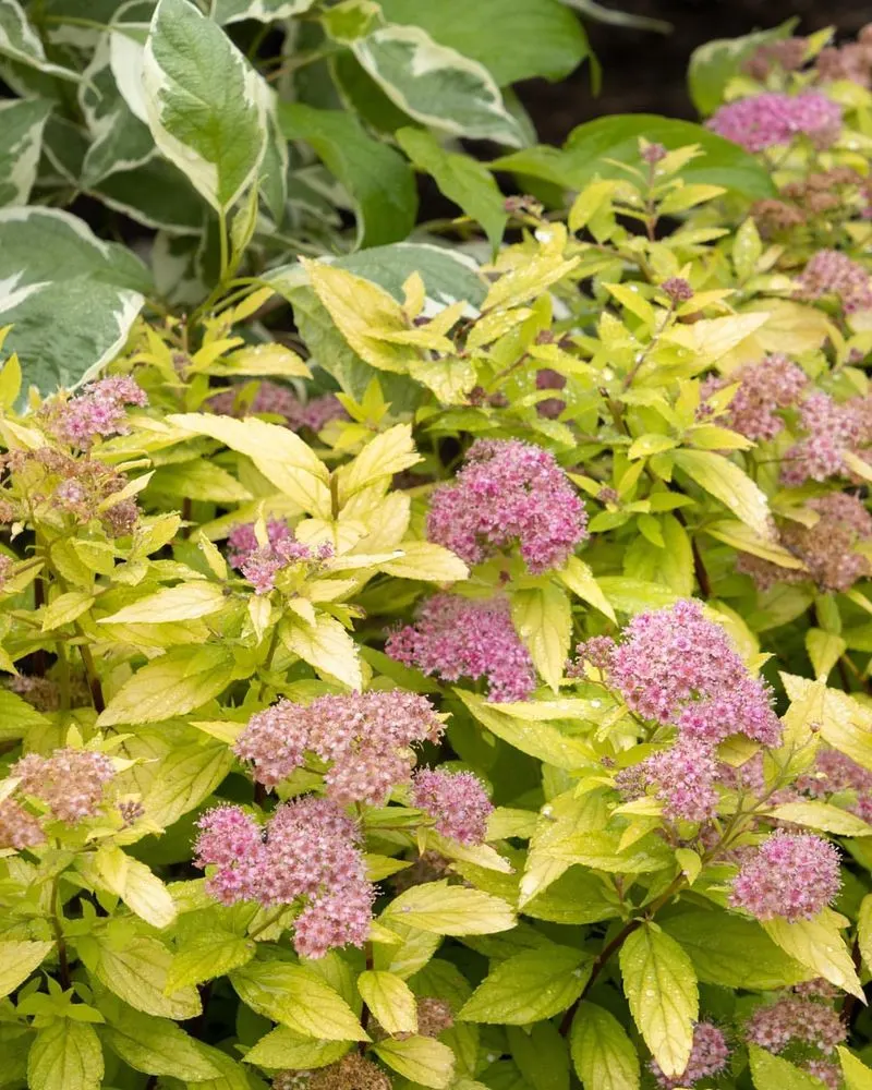 Spirea