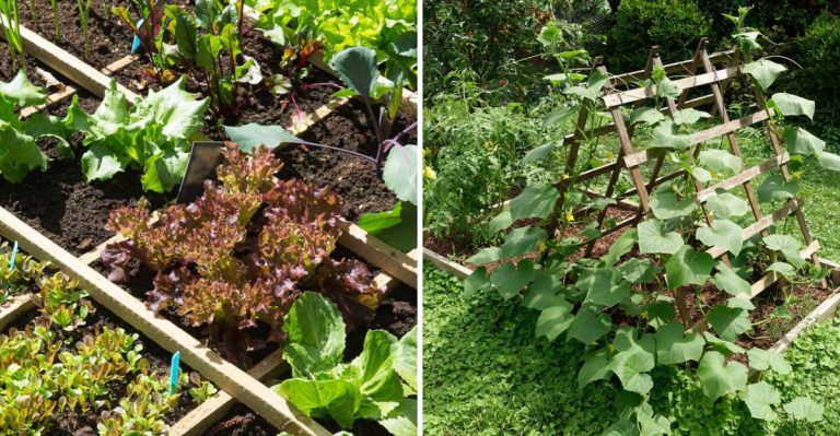 Square Foot Gardening Made Simple for Maximizing Food in Small Spaces