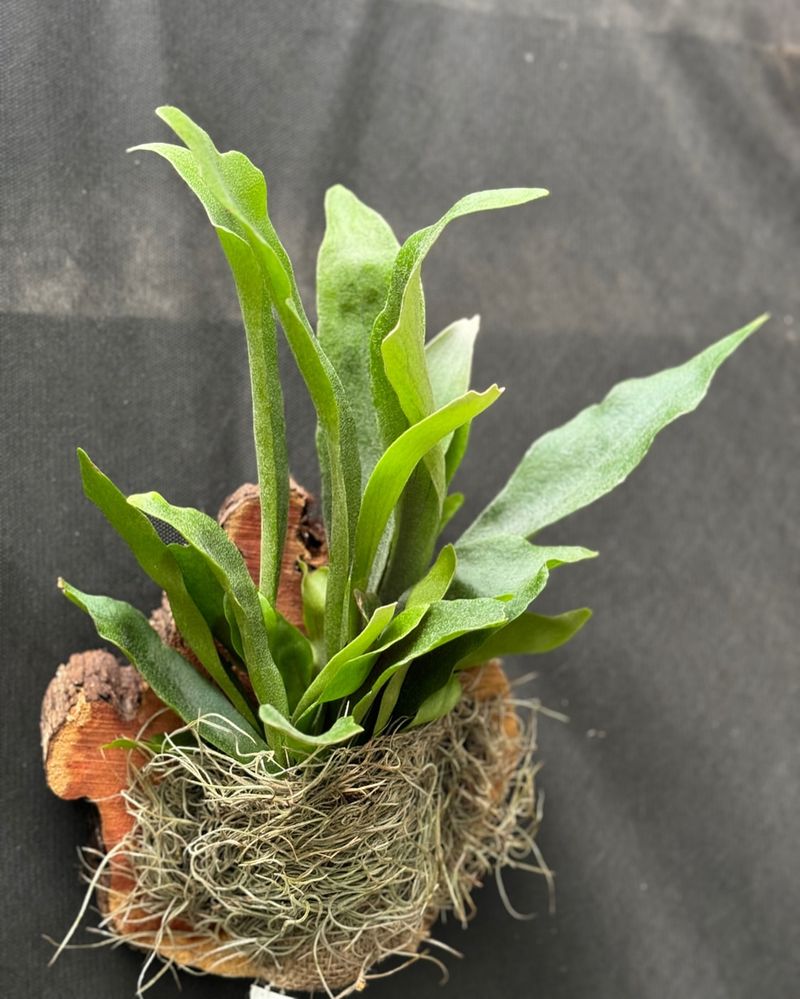 Staghorn Fern