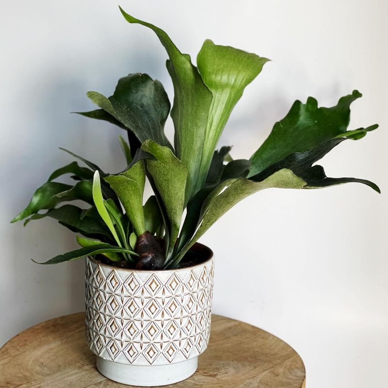 Staghorn Fern