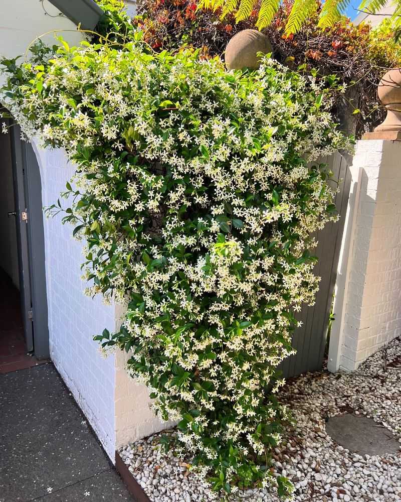 Star Jasmine