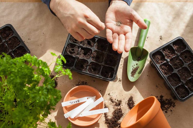 Start Indoor Seedlings