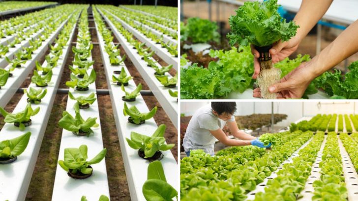 Starting Hydroponics? Here Are 10 Tips to Help You Succeed