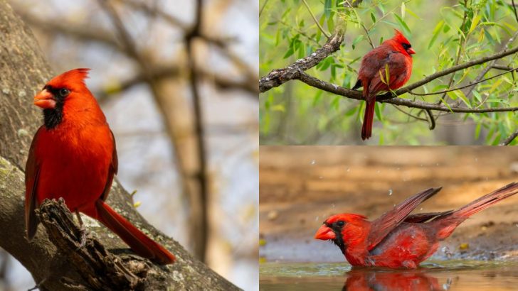 7 States That Claim the Cardinal as Their State Bird and What It Symbolizes