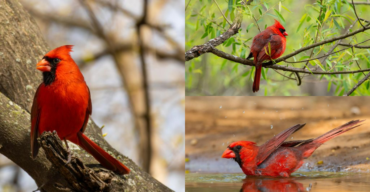 States That Claim the Cardinal as Their State Bird and What It Symbolizes