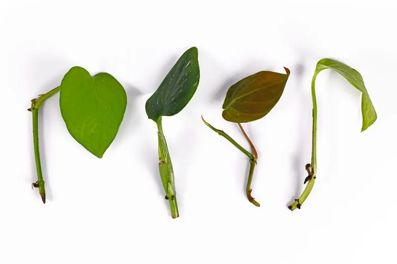 Stem Cuttings