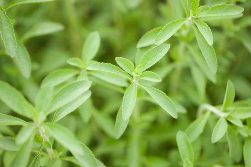 Stevia