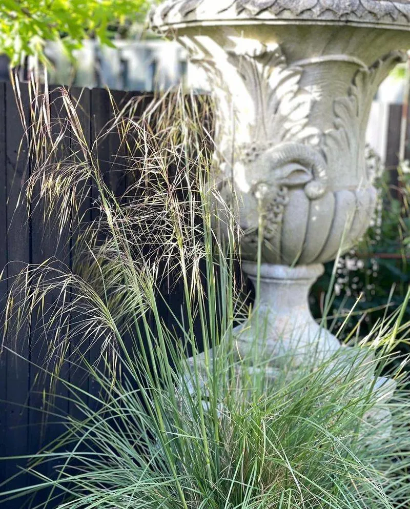 Stipa gigantea