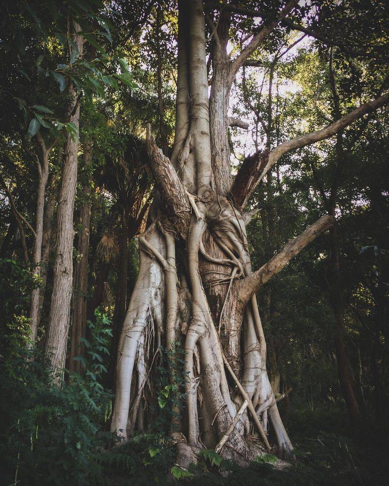 Strangler Fig