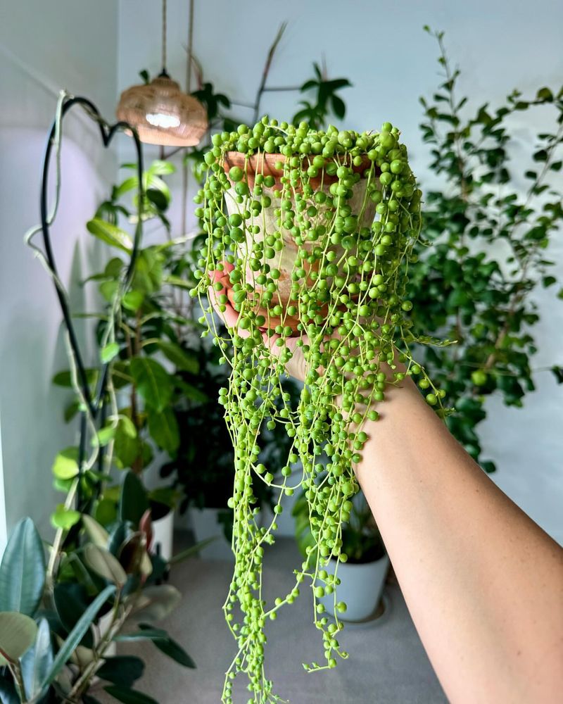 String of Pearls