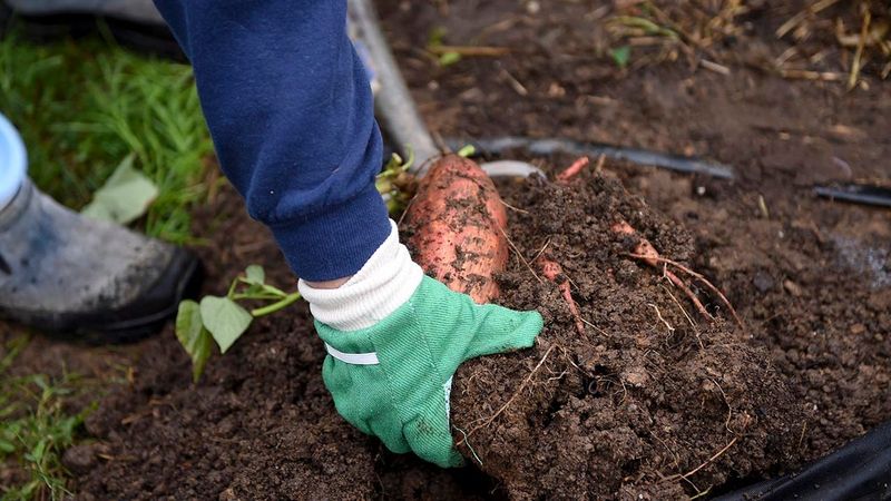 Succession Planting