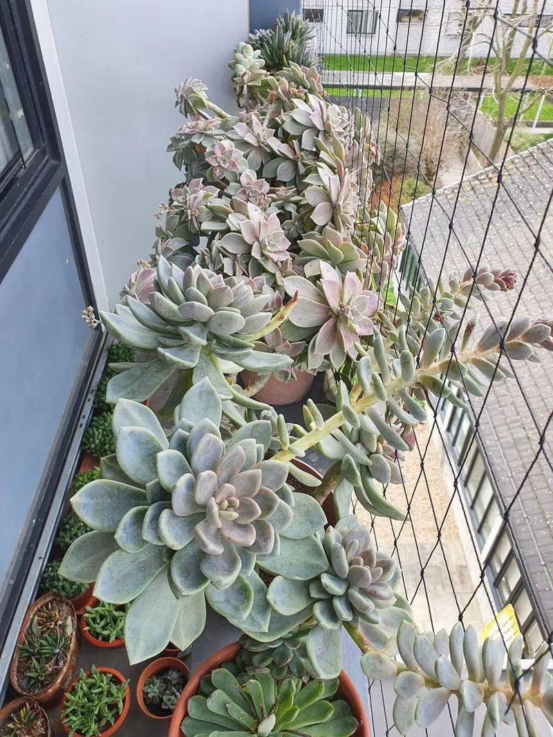 Succulent Arrangements