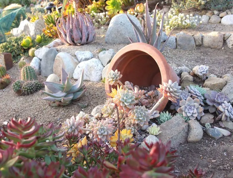 Succulent Oasis