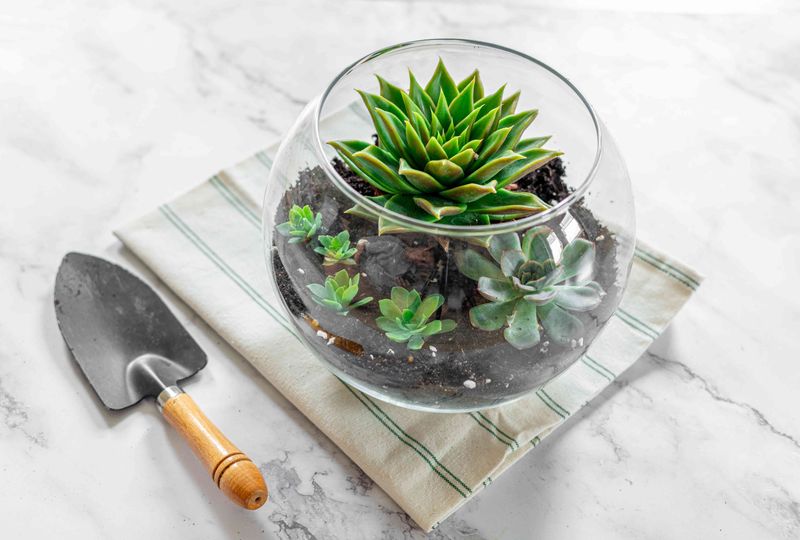 Succulent Terrarium Pros