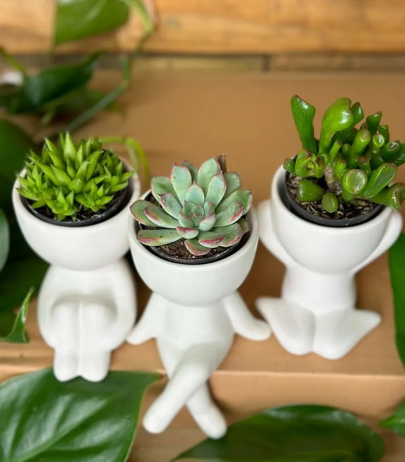 Succulent Trio