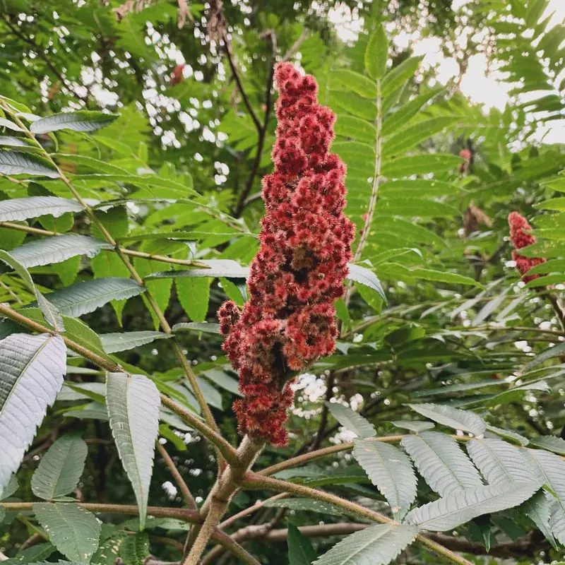 Sumac